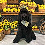 animal, bandana, basket, black_dog, cute, decor, dog, farm_market, flowers, fruit, indoor, lemons, pet, rustic, sitting, still_life, sunflowers, wood, wooden_cart, yellow