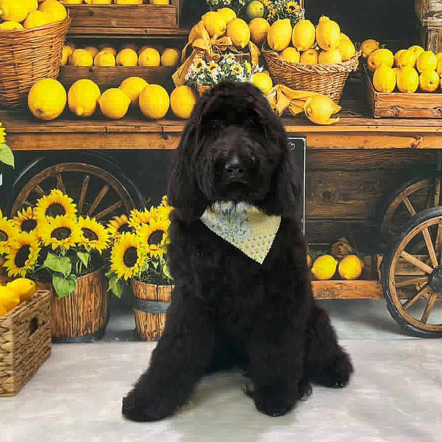 Isha is registered to the contest to win money with this photo: animal, bandana, basket, black_dog, cute, decor, dog, farm_market, flowers, fruit, indoor, lemons, pet, rustic, sitting, still_life, sunflowers, wood, wooden_cart, yellow