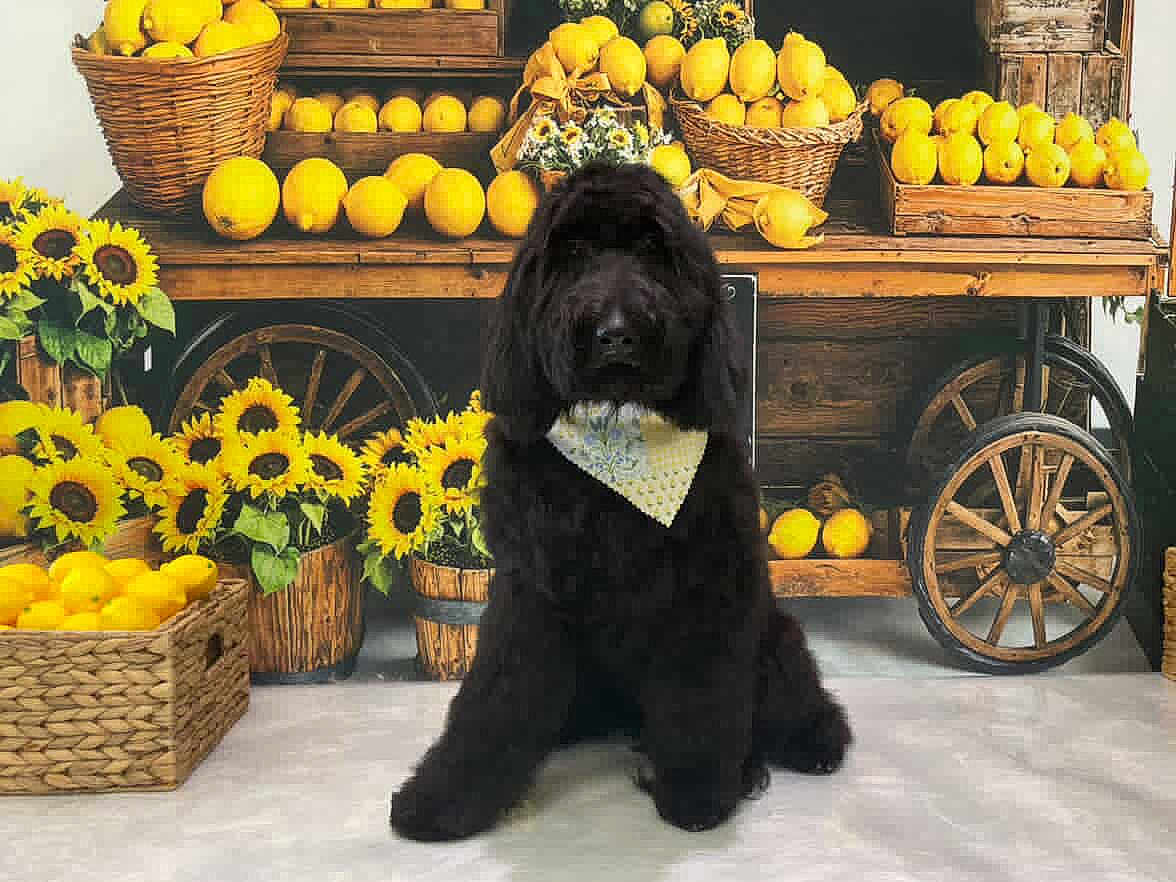 Isha is registered to the contest to win money with this photo: animal, bandana, basket, black_dog, cute, decor, dog, farm_market, flowers, fruit, indoor, lemons, pet, rustic, sitting, still_life, sunflowers, wood, wooden_cart, yellow