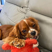 Upsy a rejoint le concours — aidez-le/la à gagner de superbes lots ! brown_fur, cavalier_king_charles, chewing, close_up, couch, dog, happy, home, indoor, leather, lobster_toy, long_ears, open_mouth, pet, playful, portrait, puppy, sitting, spaniel, toy