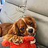 brown_fur, cavalier_king_charles, chewing, close_up, couch, dog, happy, home, indoor, leather, lobster_toy, long_ears, open_mouth, pet, playful, portrait, puppy, sitting, spaniel, toy