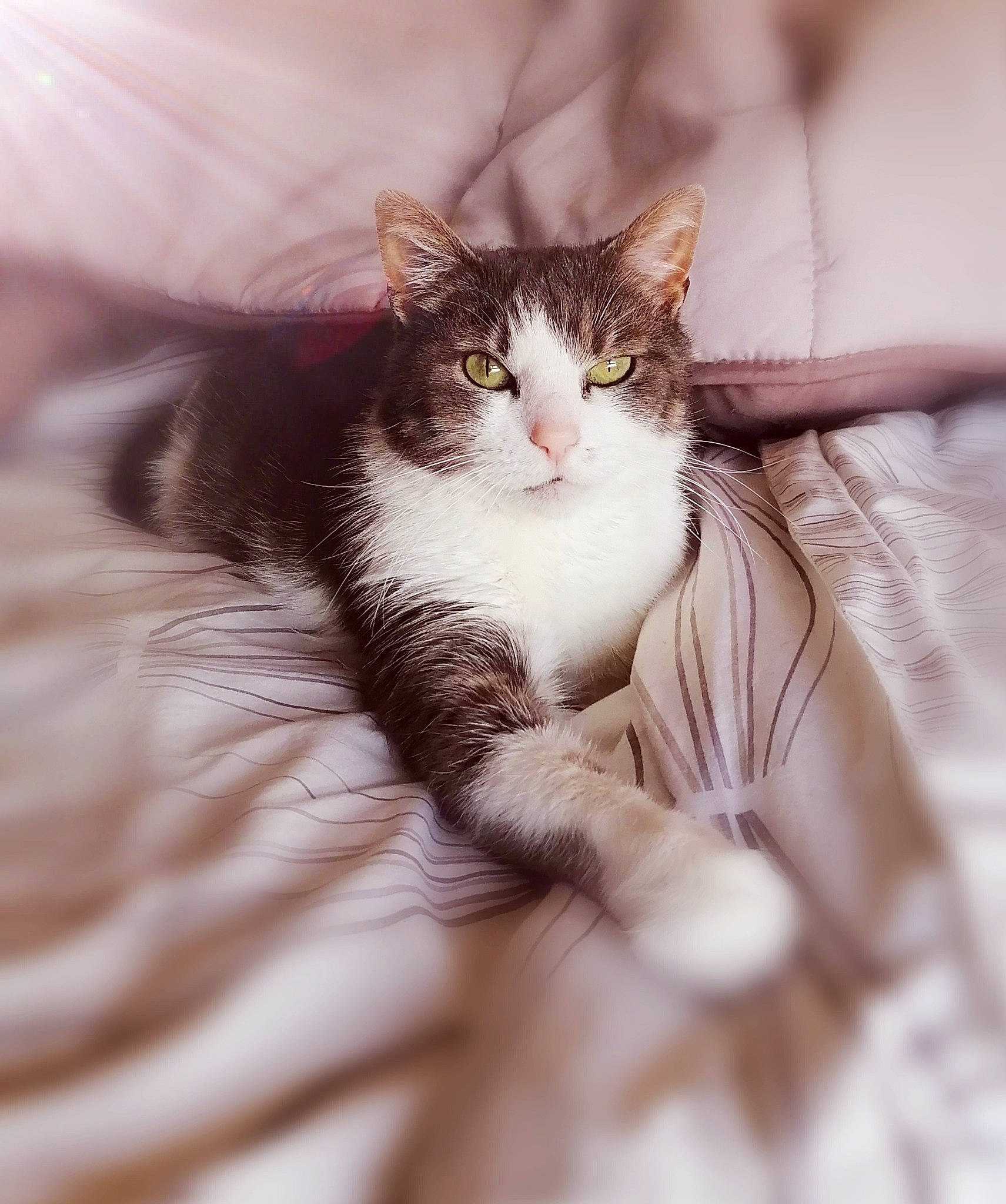 Féline participe au concours pour gagner de l'argent avec cette photo : carnivore, cat, claw, comfort, domestic_short_haired_cat, ear, felidae, fur, gesture, human_leg, paw, plant, sitting, small_to_medium_sized_cats, snout, tail, tree, whiskers