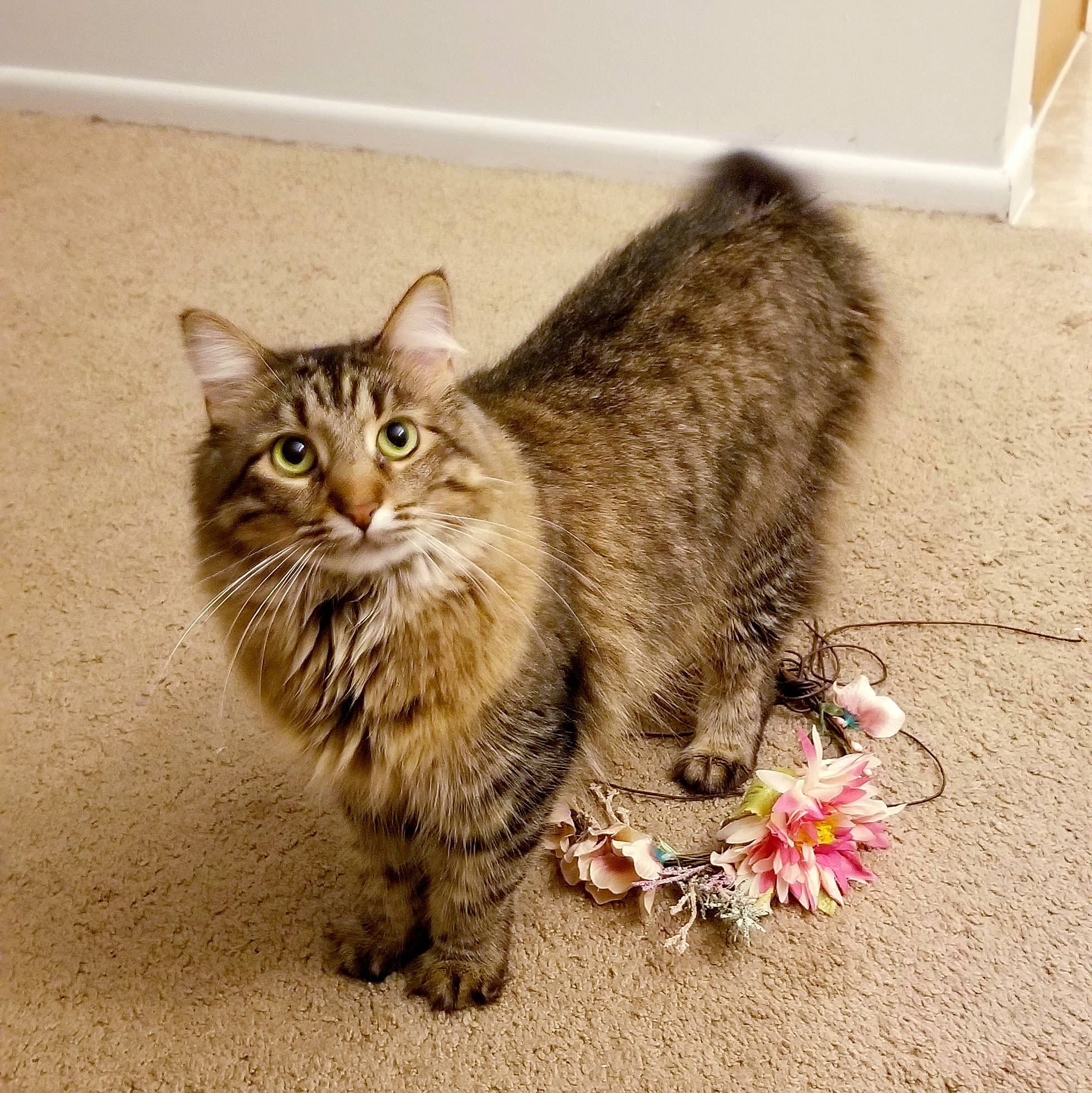 Natasha is registered to the contest to win money with this photo: american_bobtail, british_semi_longhair, carnivore, cat, domestic_long_haired_cat, domestic_short_haired_cat, dragon_li, european_shorthair, felidae, kitten, maine_coon, mammal, norwegian_forest_cat, pixie_bob, siberian, small_to_medium_sized_cats, tabby_cat, vertebrate, whiskers, wild_cat