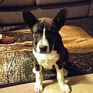 Bella joined the competition — help win amazing prizes! brown_black_coat, carpet, couch, cushion, dog, ears, furniture, home, indoor, living_room, mobile_screenshot, paws, pet, portrait, rug, shoe, side_table, sitting, timestamp, white_markings