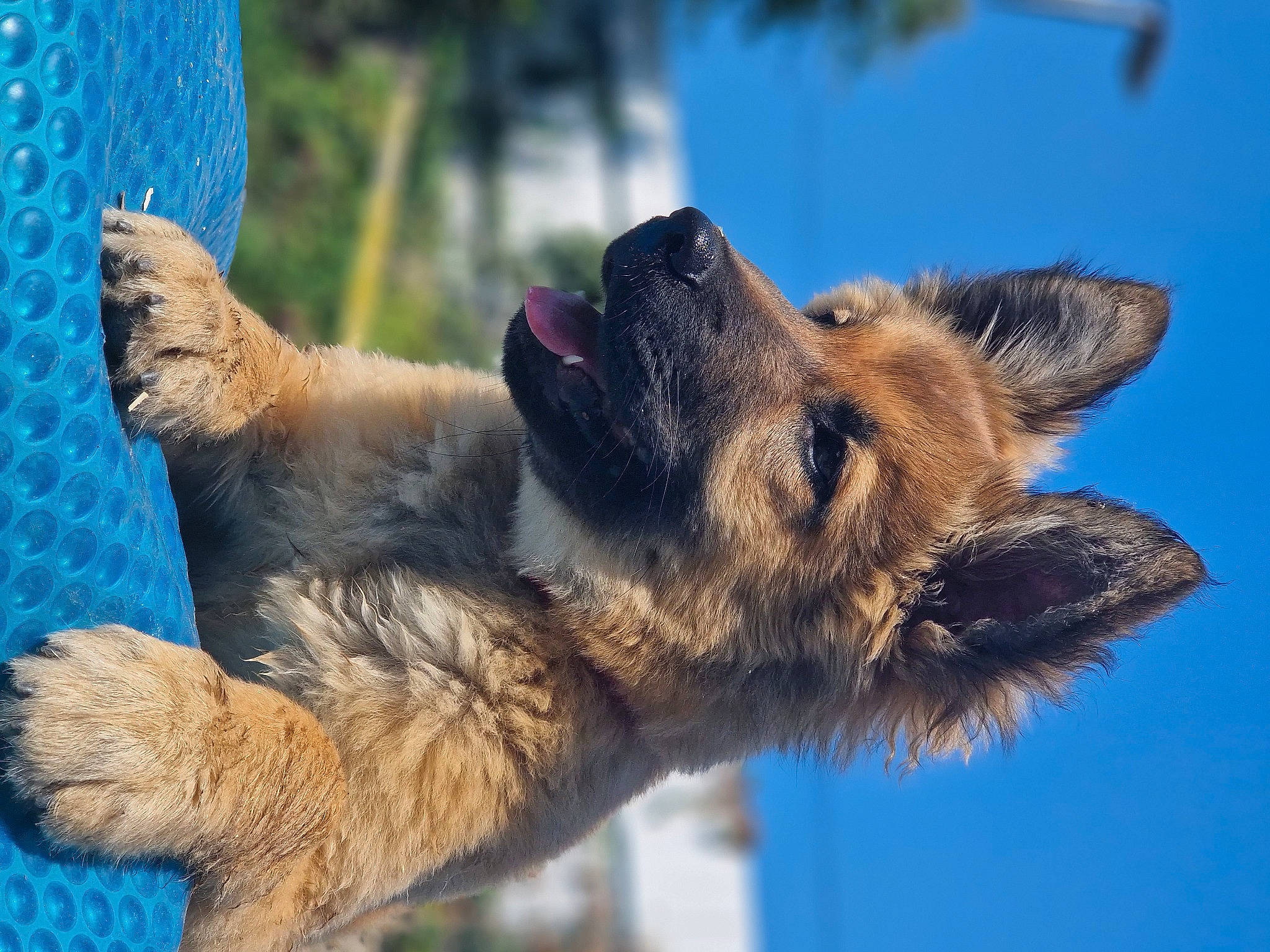 Laïka a rejoint le concours — aidez-le/la à gagner de superbes lots ! canidae, carnivore, dock_jumping, dog, dog_breed, fawn, fur, german_shepherd_dog, gesture, old_german_shepherd_dog, paw, sky, snout, sporting_group, tail, terrestrial_animal, tree, vertebrate, whiskers, wolf