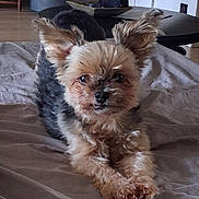 Guismo participe au concours pour gagner de l'argent avec cette photo : dog, yorkshire_terrier, small_dog, puppy, pet, canine, fluffy, long_hair, brown_fur, black_fur, pointed_ears, dark_eyes, toothy_grin, sitting, front_view, bed, bedspread, indoor, living_room, portrait