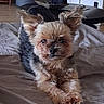 dog, yorkshire_terrier, small_dog, puppy, pet, canine, fluffy, long_hair, brown_fur, black_fur, pointed_ears, dark_eyes, toothy_grin, sitting, front_view, bed, bedspread, indoor, living_room, portrait