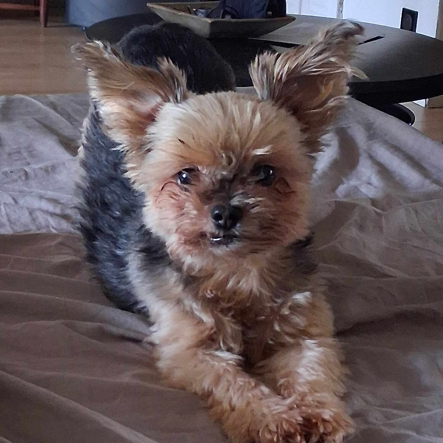 Guismo participe au concours pour gagner de l'argent avec cette photo : dog, yorkshire_terrier, small_dog, puppy, pet, canine, fluffy, long_hair, brown_fur, black_fur, pointed_ears, dark_eyes, toothy_grin, sitting, front_view, bed, bedspread, indoor, living_room, portrait