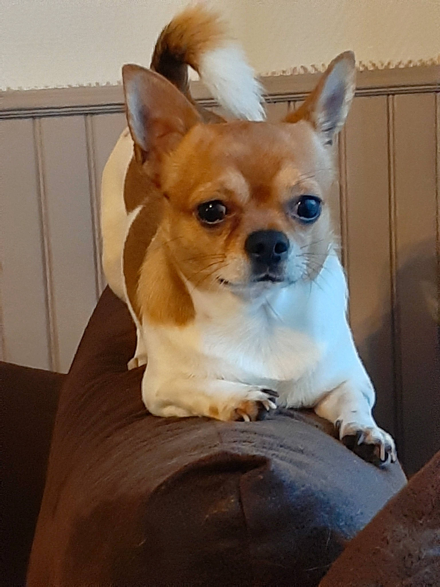 Mamour participe au concours pour gagner de l'argent avec cette photo : ancient_dog_breeds, canidae, carnivore, chihuahua, companion_dog, corgi_chihuahua, dog, dog_breed, ear, fawn, mammal, nose, puppy, skin, snout, sporting_group, toy_dog, vertebrate, whiskers