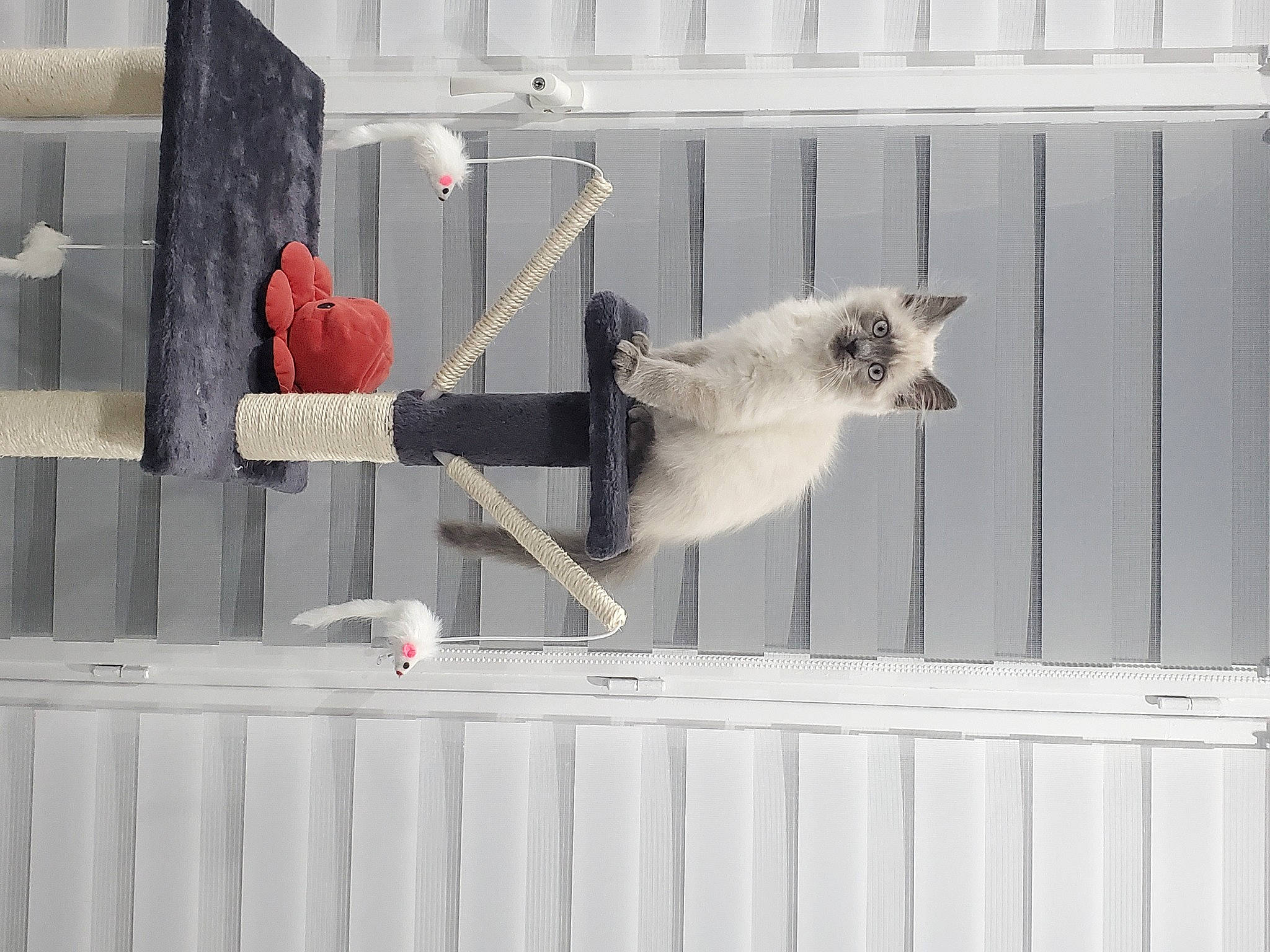 Snow participe au concours pour gagner de l'argent avec cette photo : beak, bird, composite_material, door, facade, felidae, fence, grey, handrail, line, mesh, metal, pet_supply, room, small_to_medium_sized_cats, tail, white, window, wing, wood