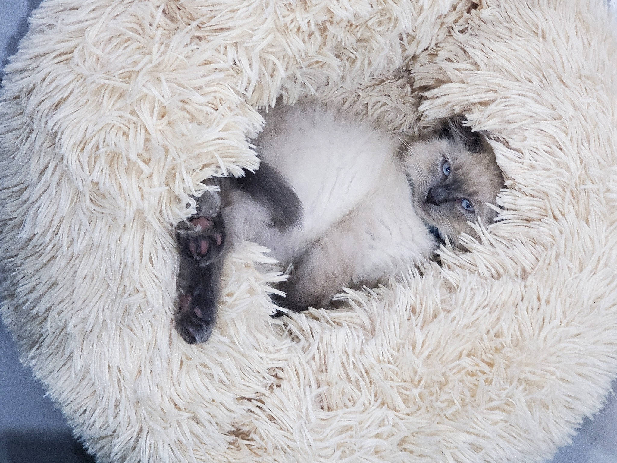 Snow participe au concours pour gagner de l'argent avec cette photo : canidae, carnivore, cat_bed, comfort, companion_dog, dog_breed, fawn, fur, nap, natural_material, non_sporting_group, paw, snout, sporting_group, tail, terrestrial_animal, toy, whiskers, working_animal