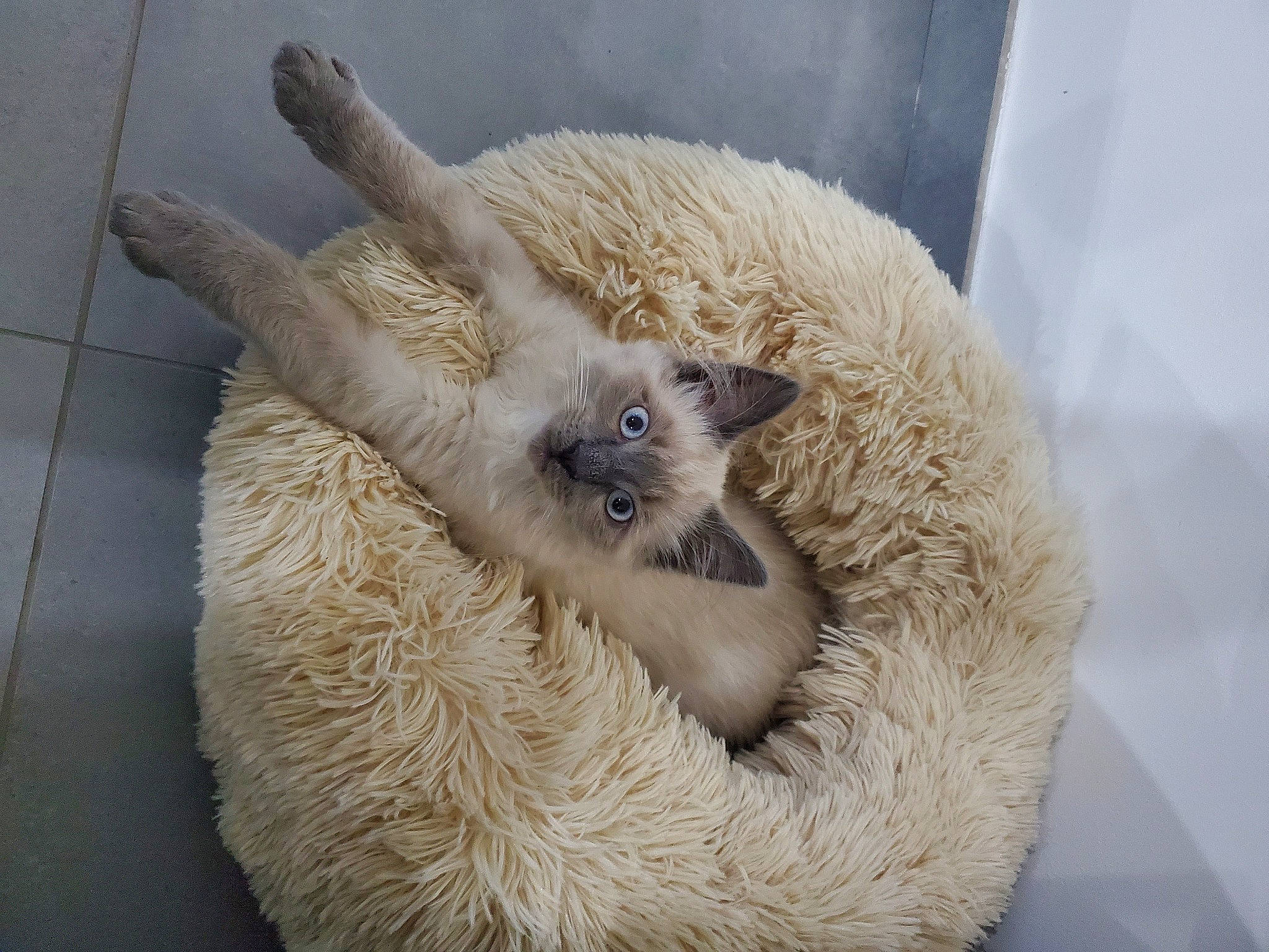 Snow a rejoint le concours — aidez-le/la à gagner de superbes lots ! birman, carnivore, cat, claw, fawn, felidae, fur, paw, siamese, small_to_medium_sized_cats, snout, tail, terrestrial_animal, whiskers, wool