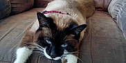 P-Nut is registered to the contest to win money with this photo: animal, blue_eyes, brown, cat, chair, close_up, collar, comfortable, domestic_animal, feline, fur, indoor, paws, pet, recliner, relaxed, resting, siamese_cat, stretching, whiskers