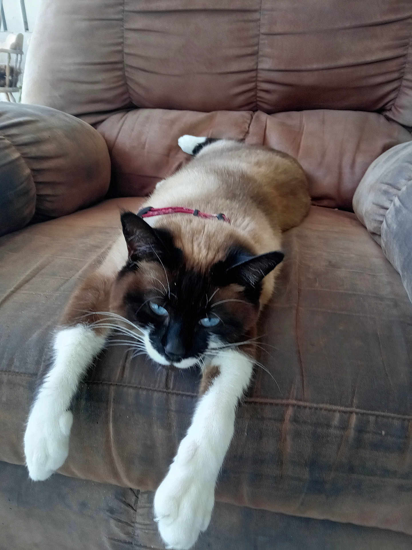 P-Nut is registered to the contest to win money with this photo: animal, blue_eyes, brown, cat, chair, close_up, collar, comfortable, domestic_animal, feline, fur, indoor, paws, pet, recliner, relaxed, resting, siamese_cat, stretching, whiskers