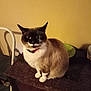 P-Nut is registered to the contest to win money with this photo: animal, brown, cat, chair, collar, curious, domestic, ears, face, feline, fur, indoor, mammal, paws, pet, sitting, table, wall, whiskers, white