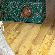 Sassy is registered to the contest to win money with this photo: adult, animal, bird, box, bride, canine, cat, couch, female, furniture, hardwood, homedecor, indoors, interiordesign, person, pet, stainedwood, wedding, woman, wood