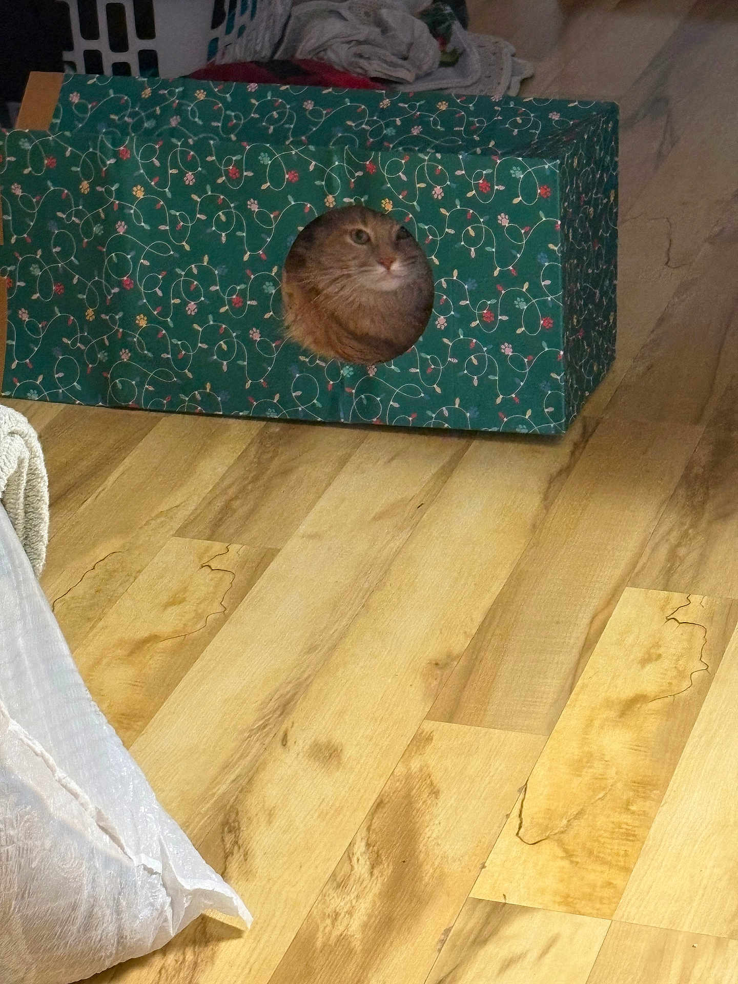 Sassy is registered to the contest to win money with this photo: adult, animal, bird, box, bride, canine, cat, couch, female, furniture, hardwood, homedecor, indoors, interiordesign, person, pet, stainedwood, wedding, woman, wood
