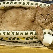 Sassy joined the competition — help win amazing prizes! animal, bed, cat, cat_bed, charging_cable, comfortable, cozy, cute, domestic_cat, feline, fluffy_cat, indoor, lying_down, orange_cat, patterned_bed, paw, pet, relaxed, resting, wooden_floor