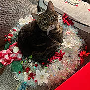 Theo is registered to the contest to win money with this photo: accessories, animal, architecture, building, cat, chair, couch, cup, cushion, flower, flowerarrangement, furniture, homedecor, indoors, kitten, livingroom, manx, pet, plant, room