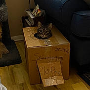 Theo is registered to the contest to win money with this photo: animal, box, cardboard_box, cat, cat_tree, couch, cozy, curious, cute, domestic_animal, flap_door, furniture, homedecor, indoor, living_room, pet, playful, resting, tabby_cat, wooden_floor