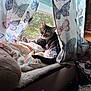 Theo is registered to the contest to win money with this photo: animal, blanket, butterfly_pattern, cat, cozy, curious, curtains, daylight, feline, home, indoor, looking, nature_view, pet, relaxed, resting, soft, sunlight, tabby, window