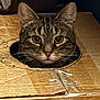 Theo is registered to the contest to win money with this photo: animal, box, cardboard_box, cat, closeup, curious, cute, domestic_cat, ears, face, feline, fur, hole, indoor, looking, pet, playful, sitting, tabby, whiskers