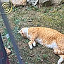 animal, cat, cute, daylight, fur, garden, grass, ground, leaf, nature, orange_cat, outdoor, peaceful, pet, relaxing, resting, rocks, sleeping, whiskers, white_cat