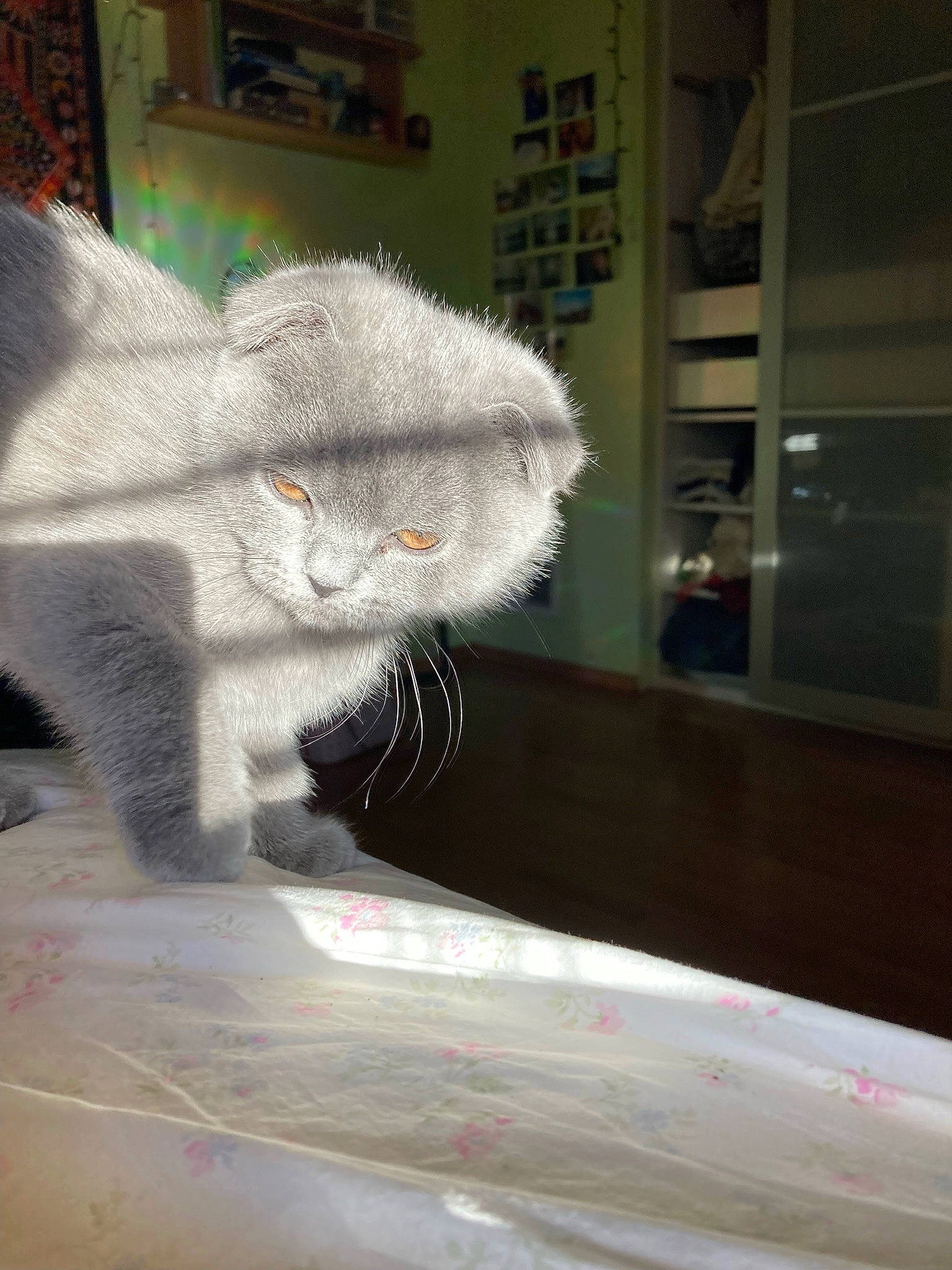 Anya joined the competition — help win amazing prizes! art, carnivore, cat, chair, domestic_short_haired_cat, fawn, felidae, fur, hardwood, plush, room, small_to_medium_sized_cats, snout, stuffed_toy, tail, thread, toy, whiskers, wood, wool