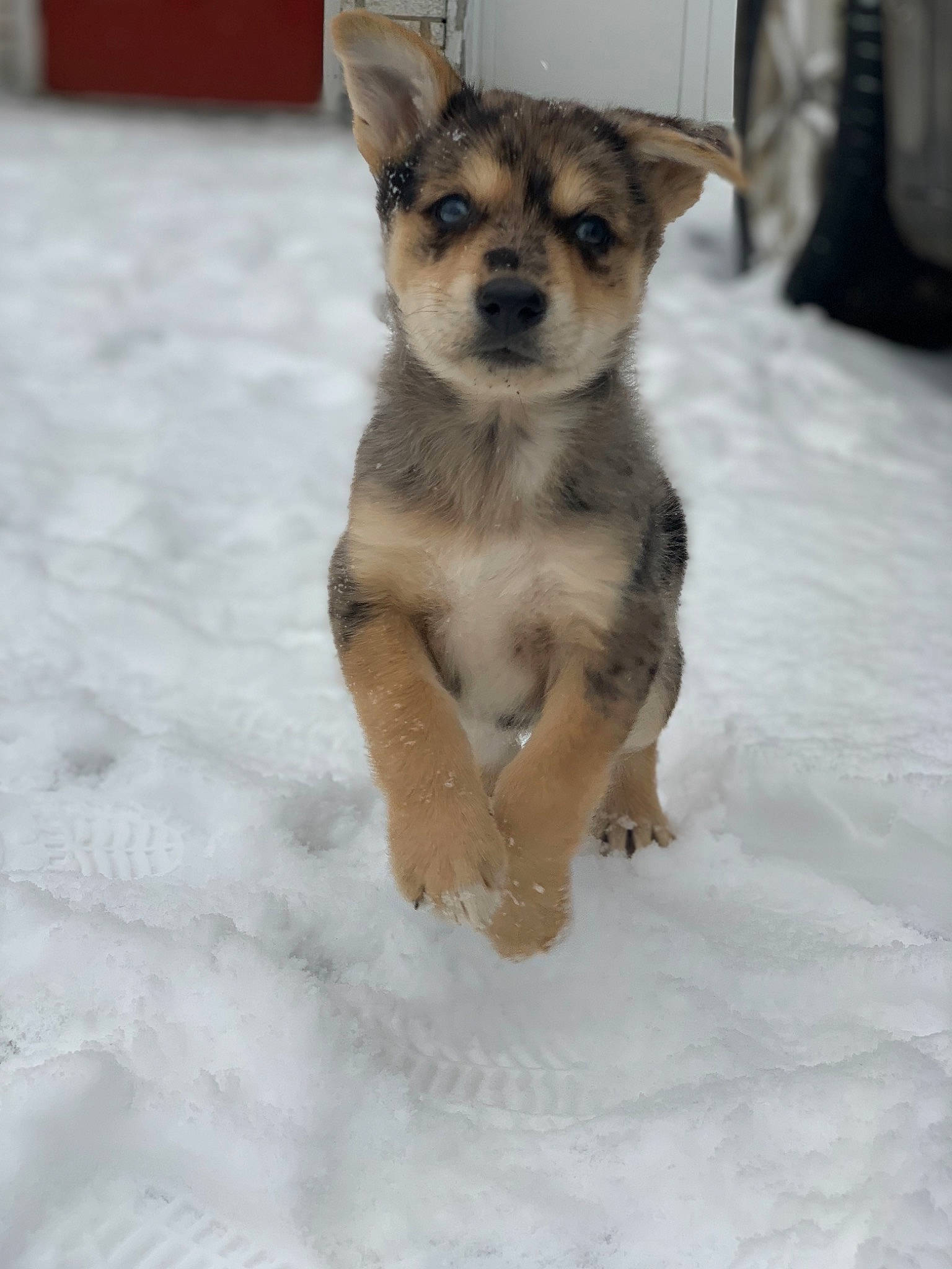 Nala joined the competition — help win amazing prizes! canidae, carnivore, companion_dog, dog, dog_breed, dog_supply, fawn, fur, paw, snout, snow, sporting_group, tail, terrestrial_animal, toy_dog, whiskers, wildlife, winter, working_animal, working_dog
