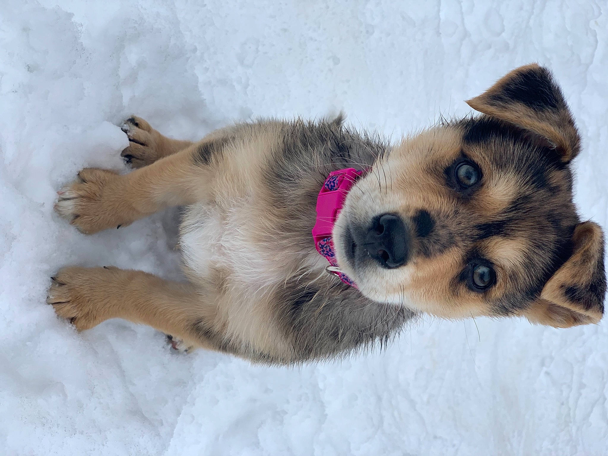 Nala is registered to the contest to win money with this photo: ancient_dog_breeds, canidae, canis, carnivore, companion_dog, dog, dog_breed, dog_supply, fawn, foot, fur, non_sporting_group, paw, puppy, snout, snow, sporting_group, whiskers, winter, working_dog