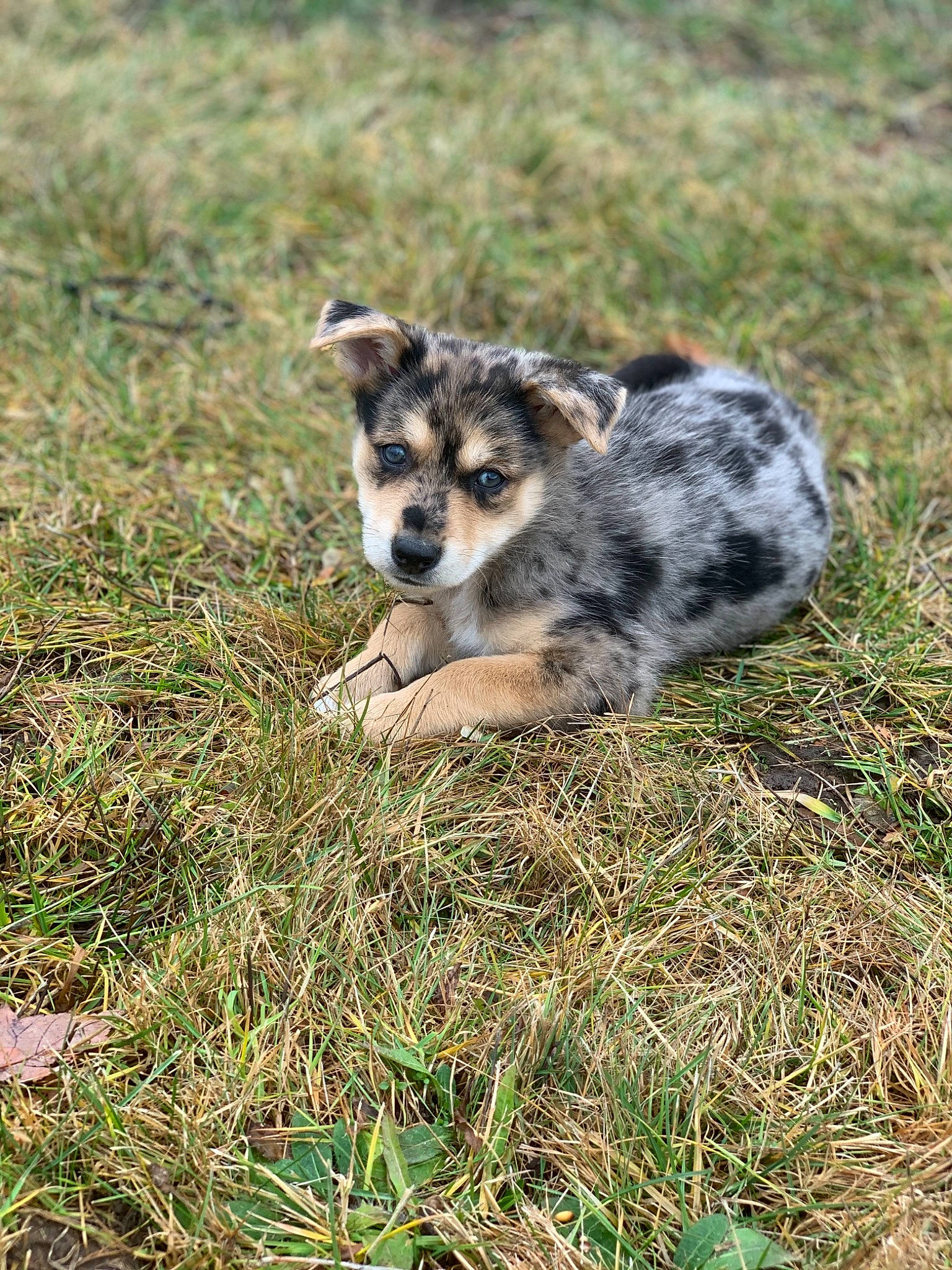 Nala joined the competition — help win amazing prizes! australian_cattle_dog, canidae, canis, carnivore, companion_dog, dog, dog_breed, fawn, grass, grassland, groundcover, herding_dog, hyena, plant, puppy, soil, sporting_group, tail, terrestrial_animal, working_dog