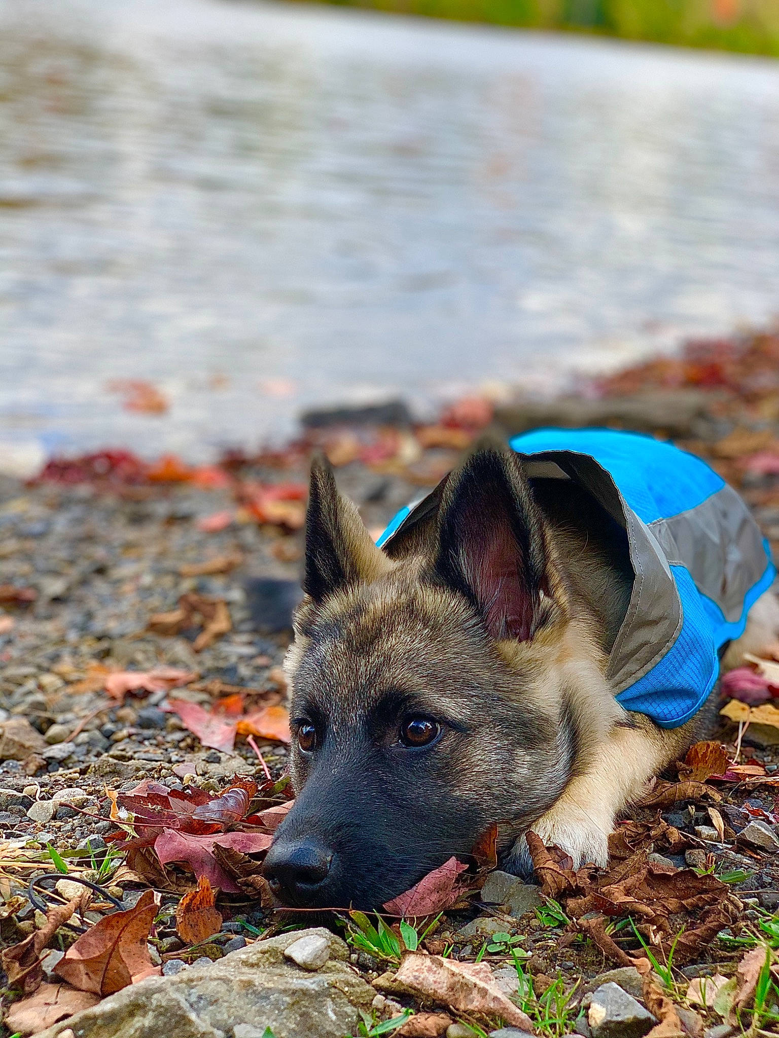 Bentley joined the competition — help win amazing prizes! canidae, canis, carnivore, companion_dog, dog, dog_breed, eye, fawn, grass, herding_dog, non_sporting_group, plant, snout, soil, sporting_group, terrestrial_animal, water, working_animal, working_dog