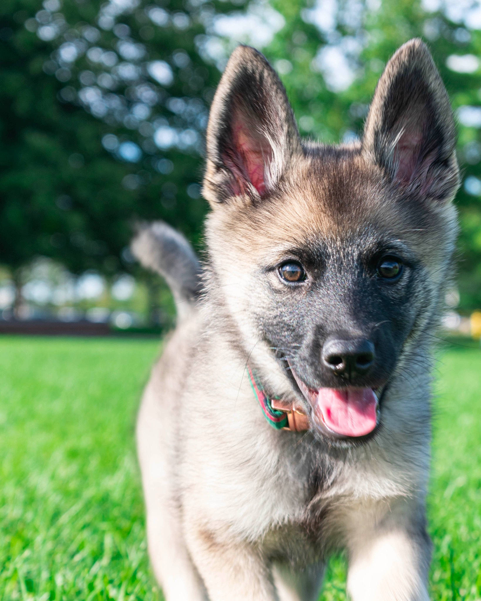 Bentley joined the competition — help win amazing prizes! ancient_dog_breeds, carnivore, collar, companion_dog, dog, dog_breed, dog_collar, dog_supply, eye, fawn, fur, german_shepherd_dog, grass, herding_dog, plant, snout, terrestrial_animal, whiskers, working_animal, working_dog