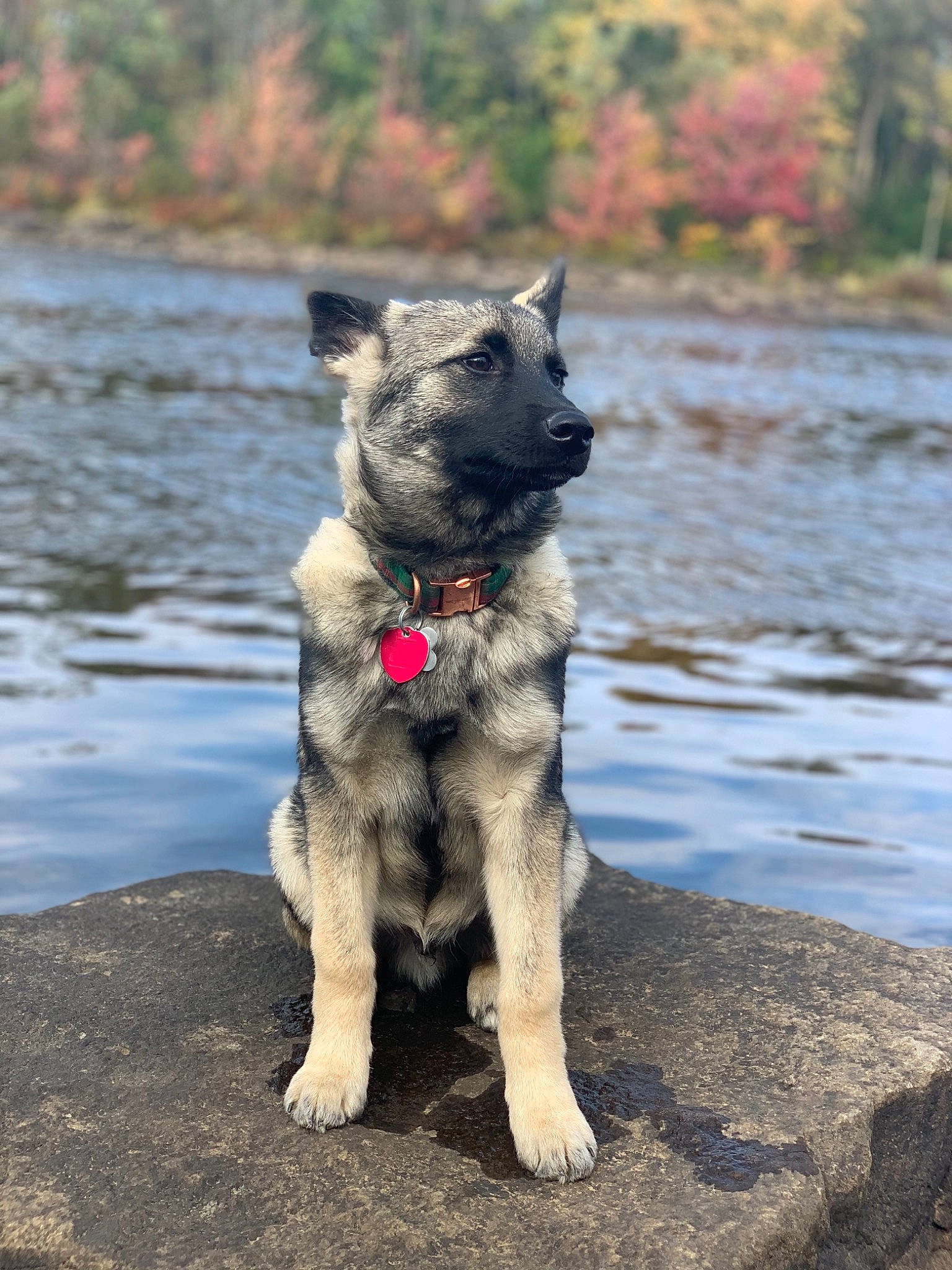Bentley joined the competition — help win amazing prizes! canidae, canis, carnivore, companion_dog, dog, dog_breed, fawn, lake, non_sporting_group, snout, soil, sporting_group, tail, terrestrial_animal, tree, water, wildlife, working_animal, working_dog