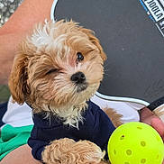 Bean is registered to the contest to win money with this photo: ball, brown, casual, clothing, cute, dog, fence, fluffy, knee, outdoor, person, pet, ping_pong_paddle, playful, puppy, sitting, sports, sunlight, toy, white