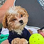 ball, brown, casual, clothing, cute, dog, fence, fluffy, knee, outdoor, person, pet, ping_pong_paddle, playful, puppy, sitting, sports, sunlight, toy, white