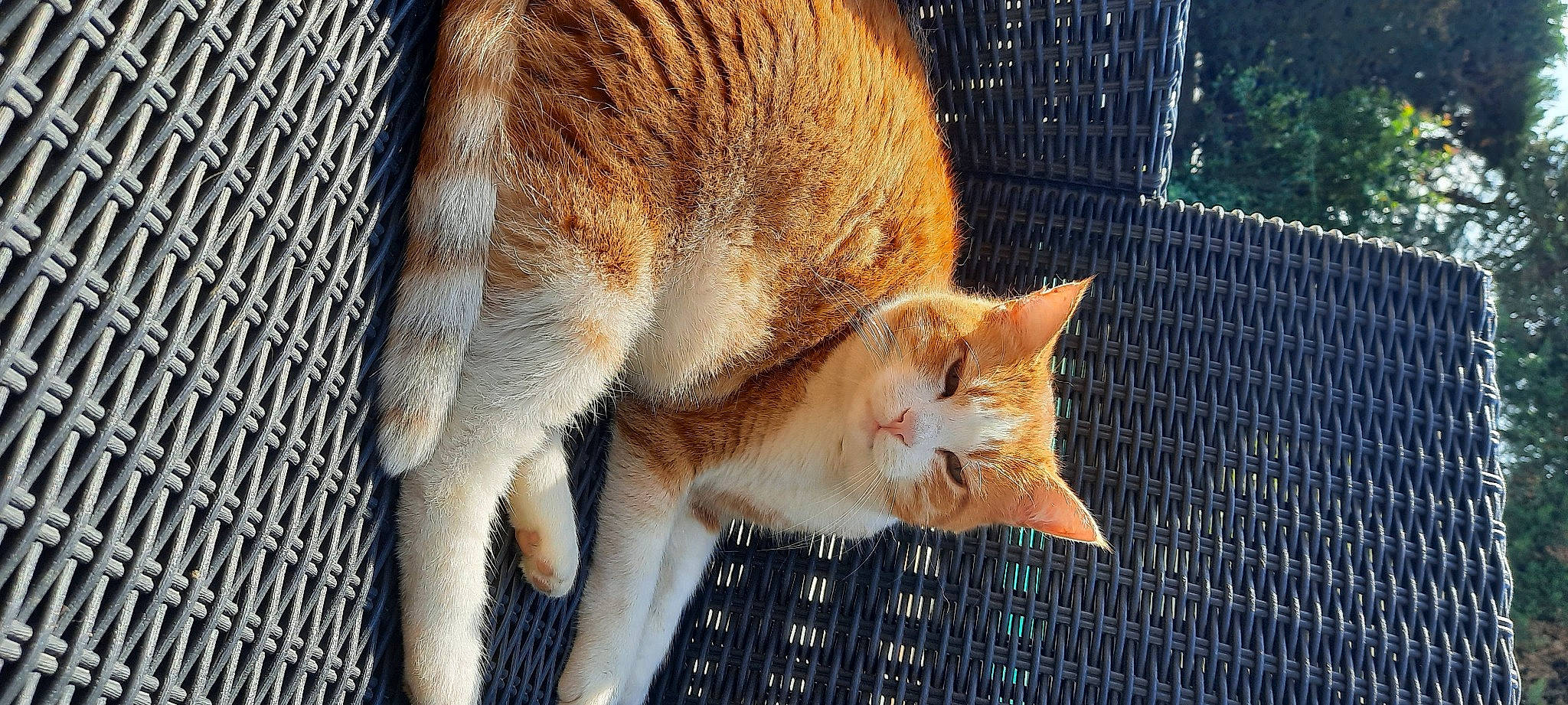 Noisette a rejoint le concours — aidez-le/la à gagner de superbes lots ! aegean_cat, animal_shelter, carnivore, cat, chausie, domestic_short_haired_cat, european_shorthair, fawn, felidae, fur, german_rex, kitten, mammal, organism, singapura, small_to_medium_sized_cats, snout, tabby_cat, tail, whiskers