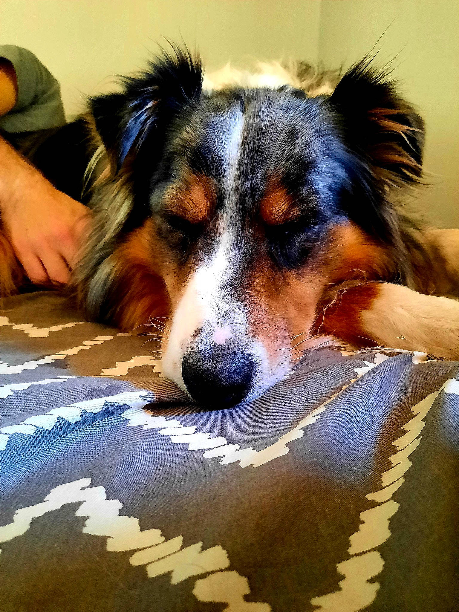 Cheick participe au concours pour gagner de l'argent avec cette photo : australian_shepherd, border_collie, canidae, cardigan_welsh_corgi, carnivore, companion_dog, dog, dog_breed, herding_dog, mammal, shetland_sheepdog, snout, sporting_group, vertebrate, welsh_sheepdog, working_dog