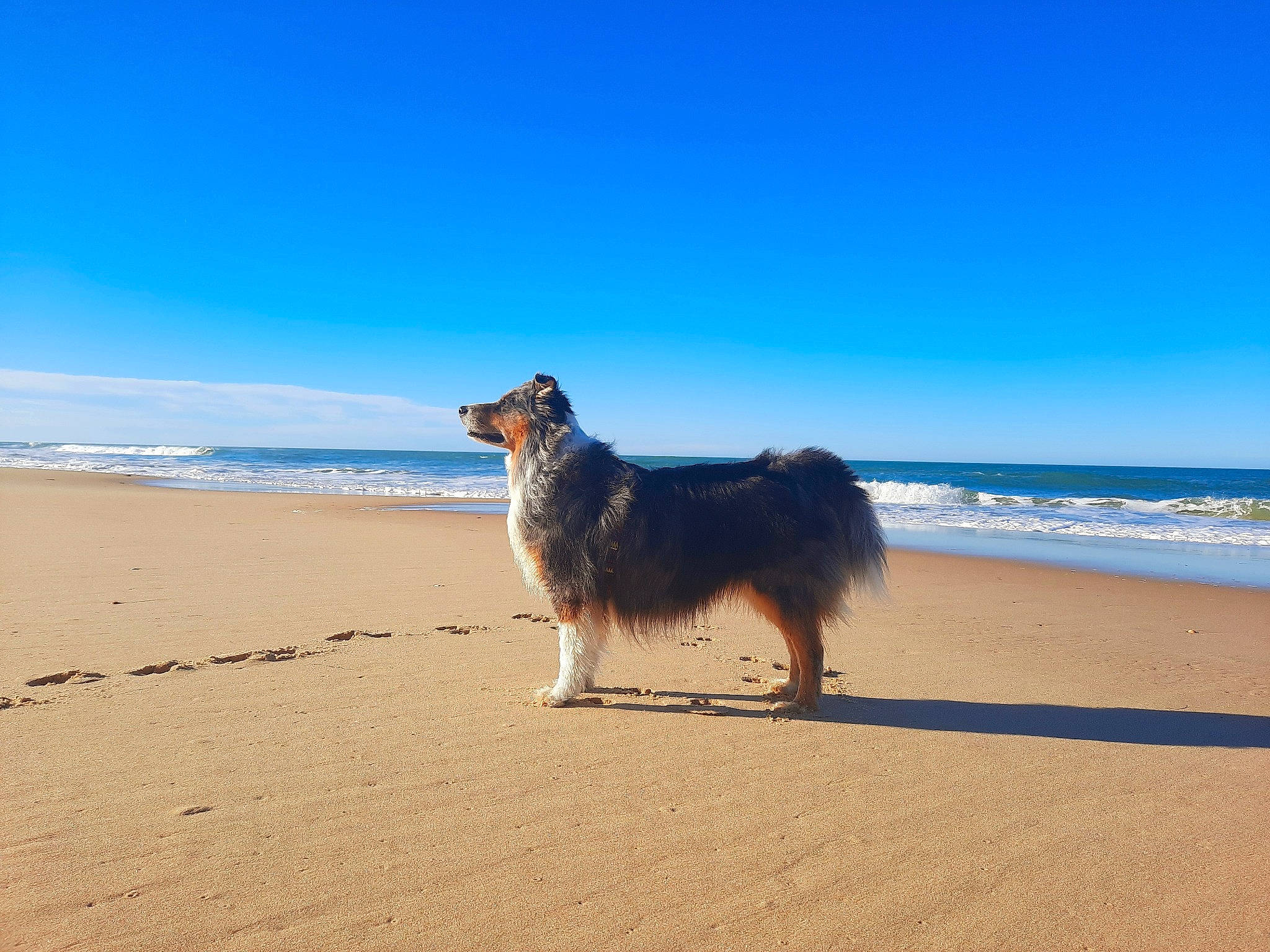 Cheick participe au concours pour gagner de l'argent avec cette photo : australian_shepherd, beach, canidae, carnivore, collie, dog, dog_breed, english_shepherd, fun, herding_dog, mammal, ocean, sand, scotch_collie, sea, shore, sporting_group, vacation, vertebrate, working_dog