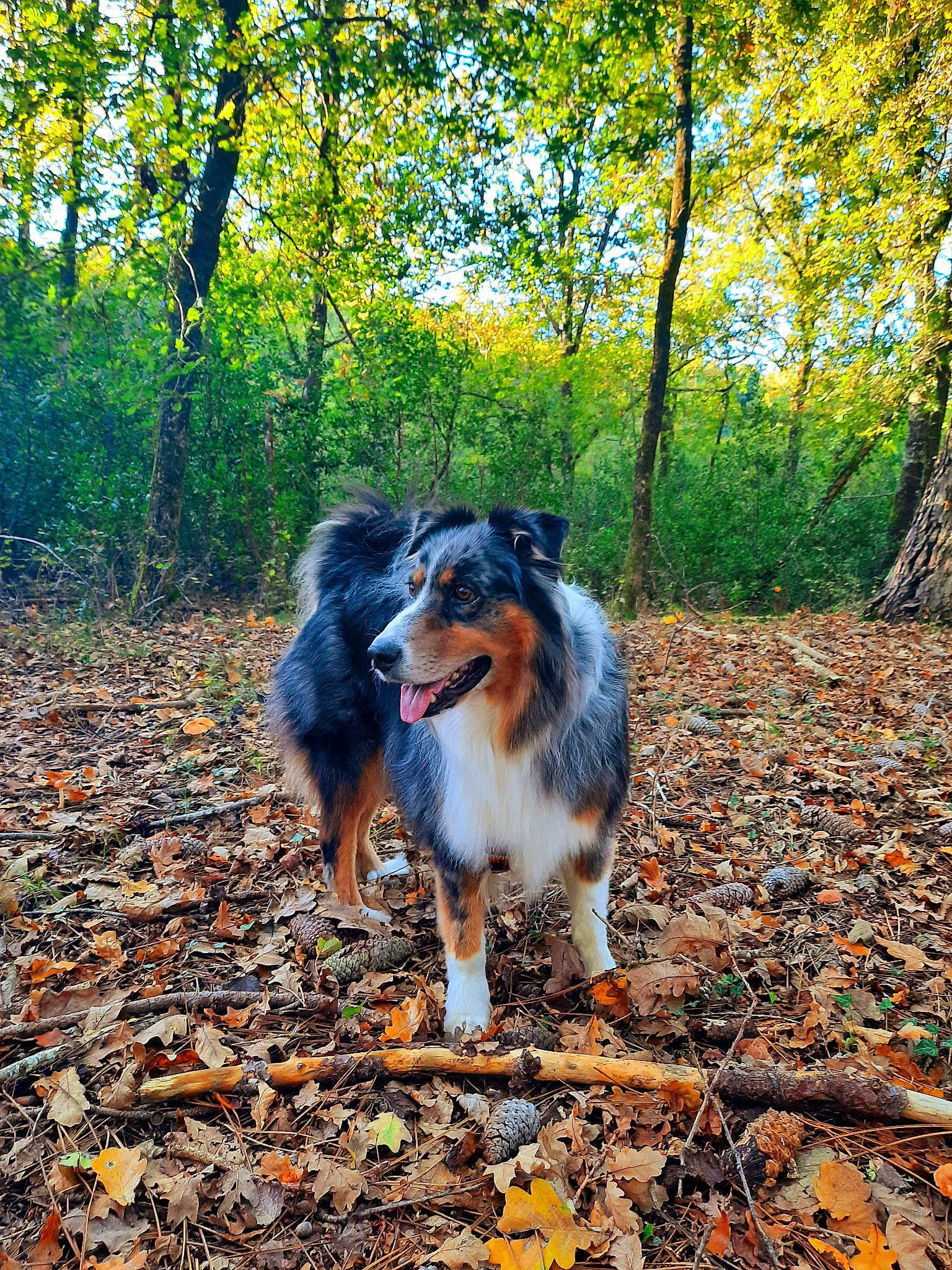 Cheick a rejoint le concours — aidez-le/la à gagner de superbes lots ! australian_shepherd, autumn, canidae, carnivore, companion_dog, dog, dog_breed, english_shepherd, forest, leaf, mammal, miniature_australian_shepherd, plant, shetland_sheepdog, sporting_group, sunlight, tree, walking, woodland, working_dog