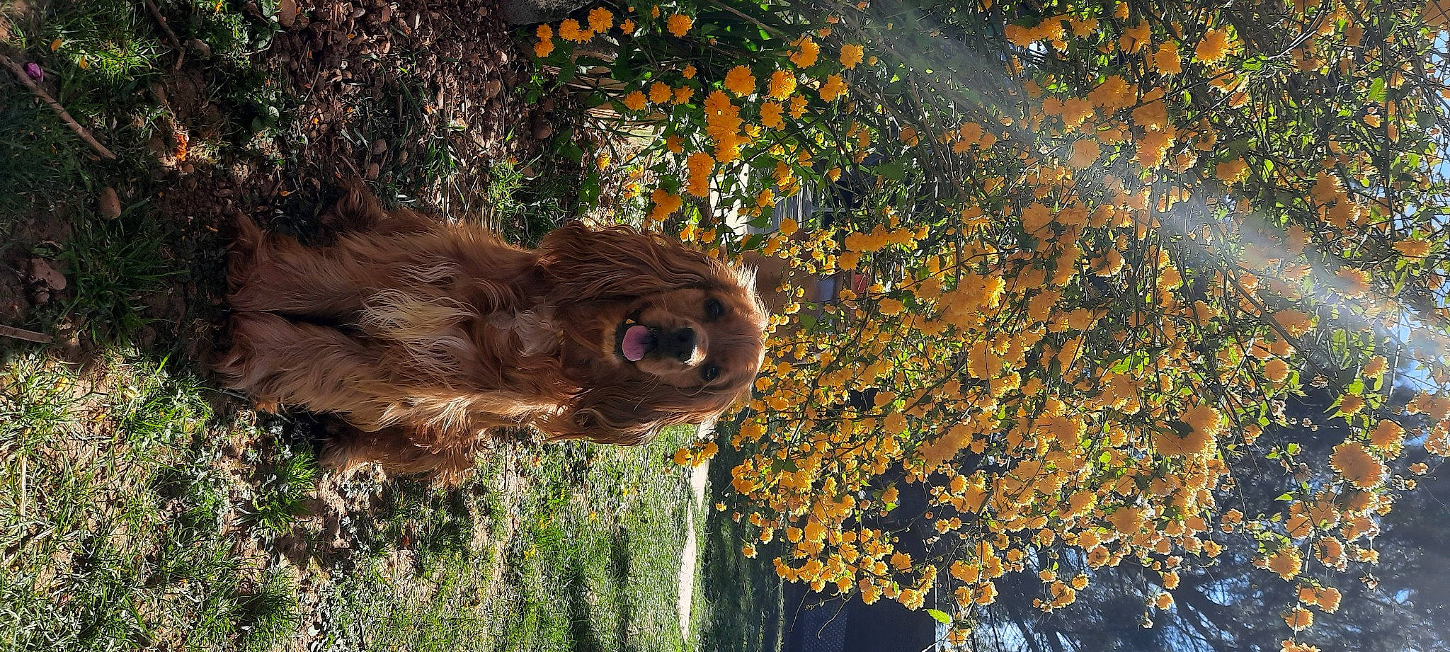Oxane participe au concours pour gagner de l'argent avec cette photo : american_cocker_spaniel, autumn, canidae, carnivore, dog, dog_breed, english_cocker_spaniel, fawn, organism, setter, spaniel, sporting_group