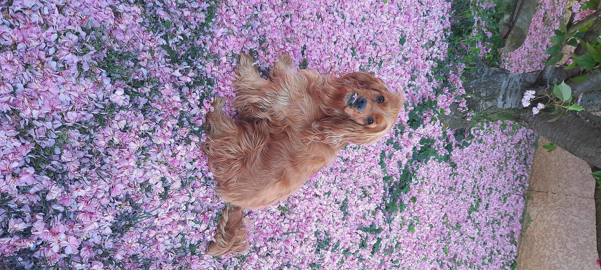 Oxane participe au concours pour gagner de l'argent avec cette photo : american_cocker_spaniel, canidae, carnivore, cavapoo, chinese_imperial_dog, companion_dog, dog, dog_breed, fawn, mammal, norfolk_terrier, puppy, sporting_group, yorkipoo