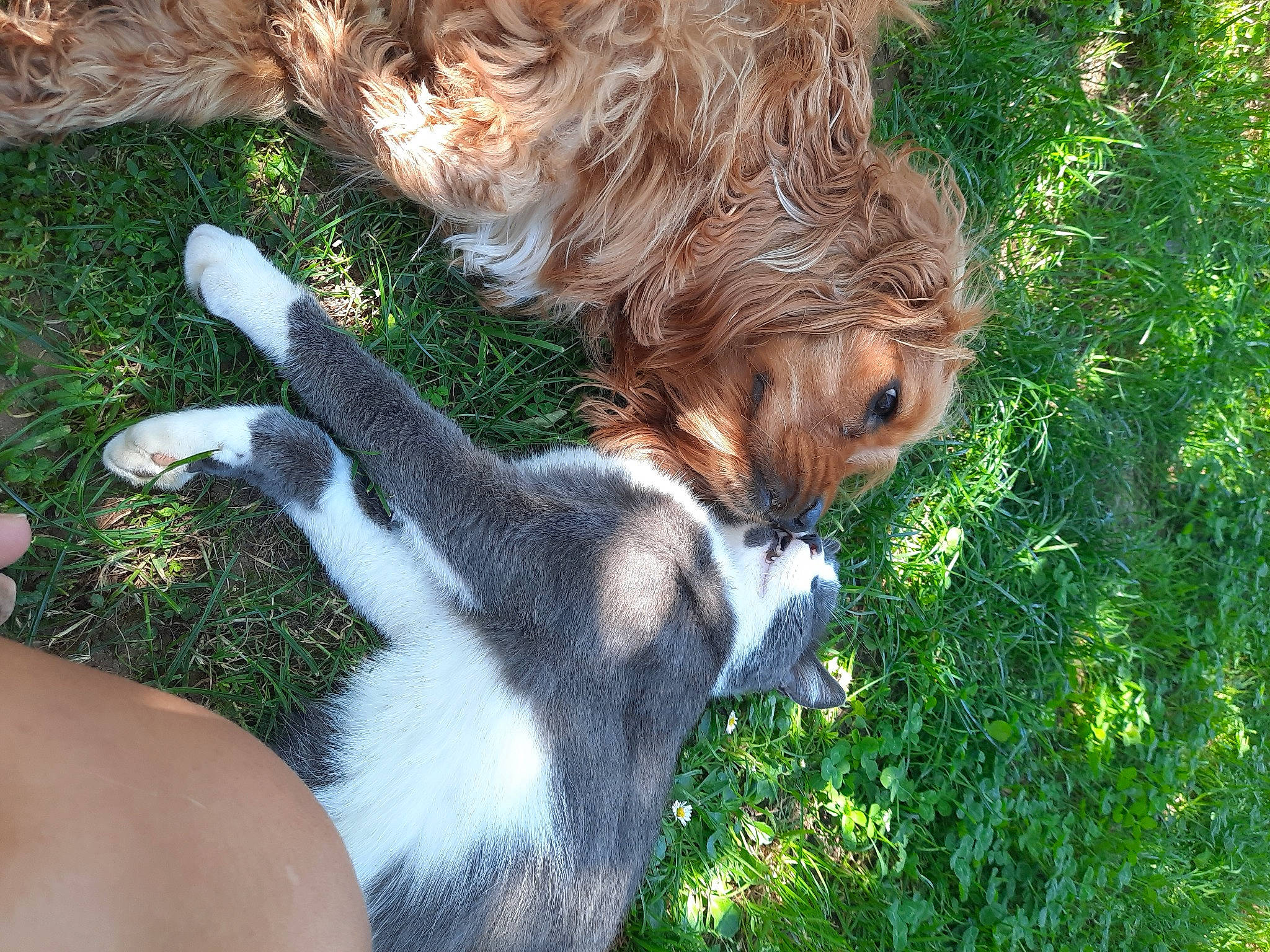 Oxane participe au concours pour gagner de l'argent avec cette photo : canidae, carnivore, companion_dog, dog, dog_breed, mammal, petit_basset_griffon_vendeen, spaniel, sporting_group, vertebrate, welsh_springer_spaniel