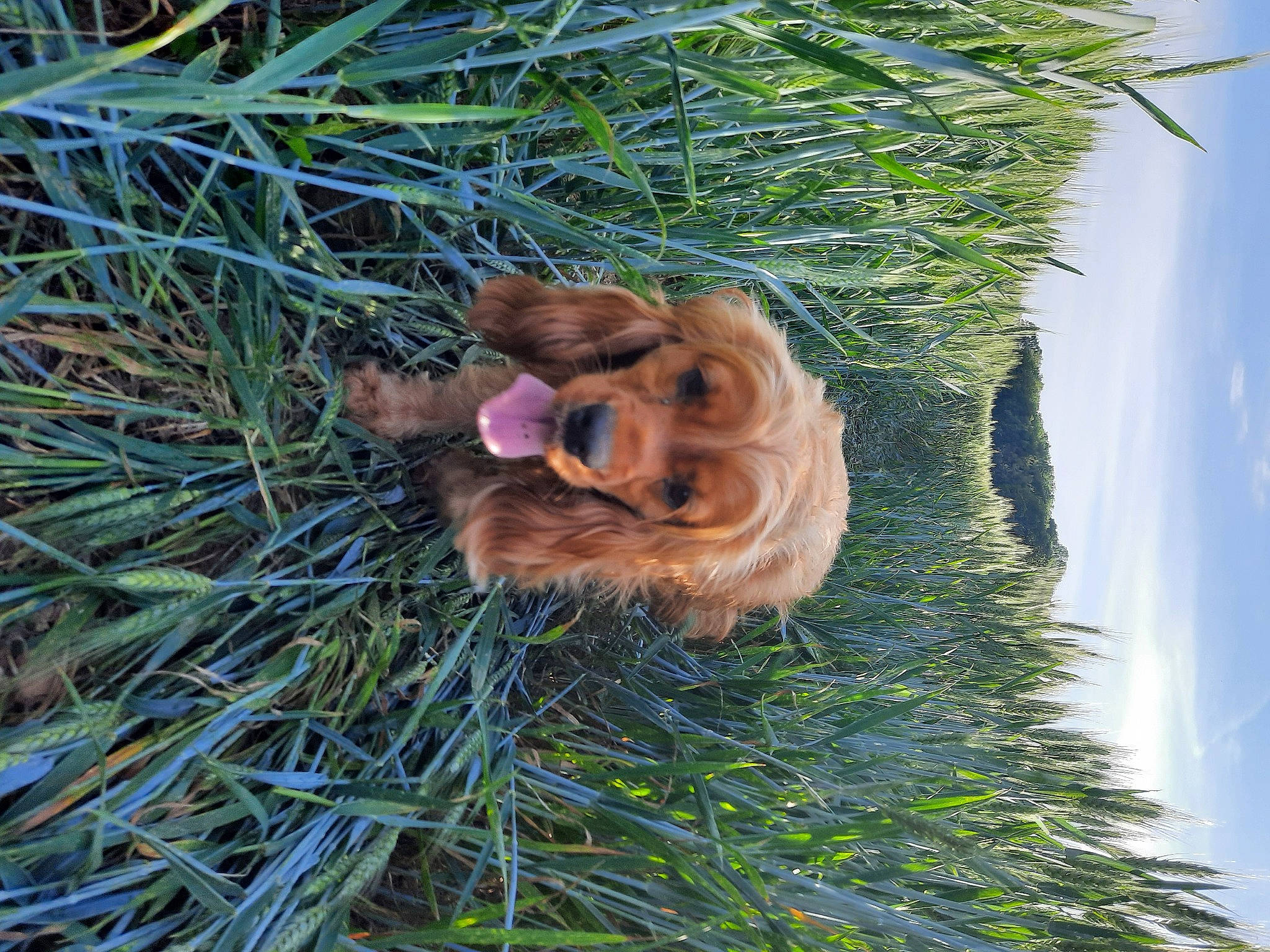 Oxane participe au concours pour gagner de l'argent avec cette photo : canidae, carnivore, dog, dog_breed, golden_retriever, grass, nova_scotia_duck_tolling_retriever, retriever, sporting_group