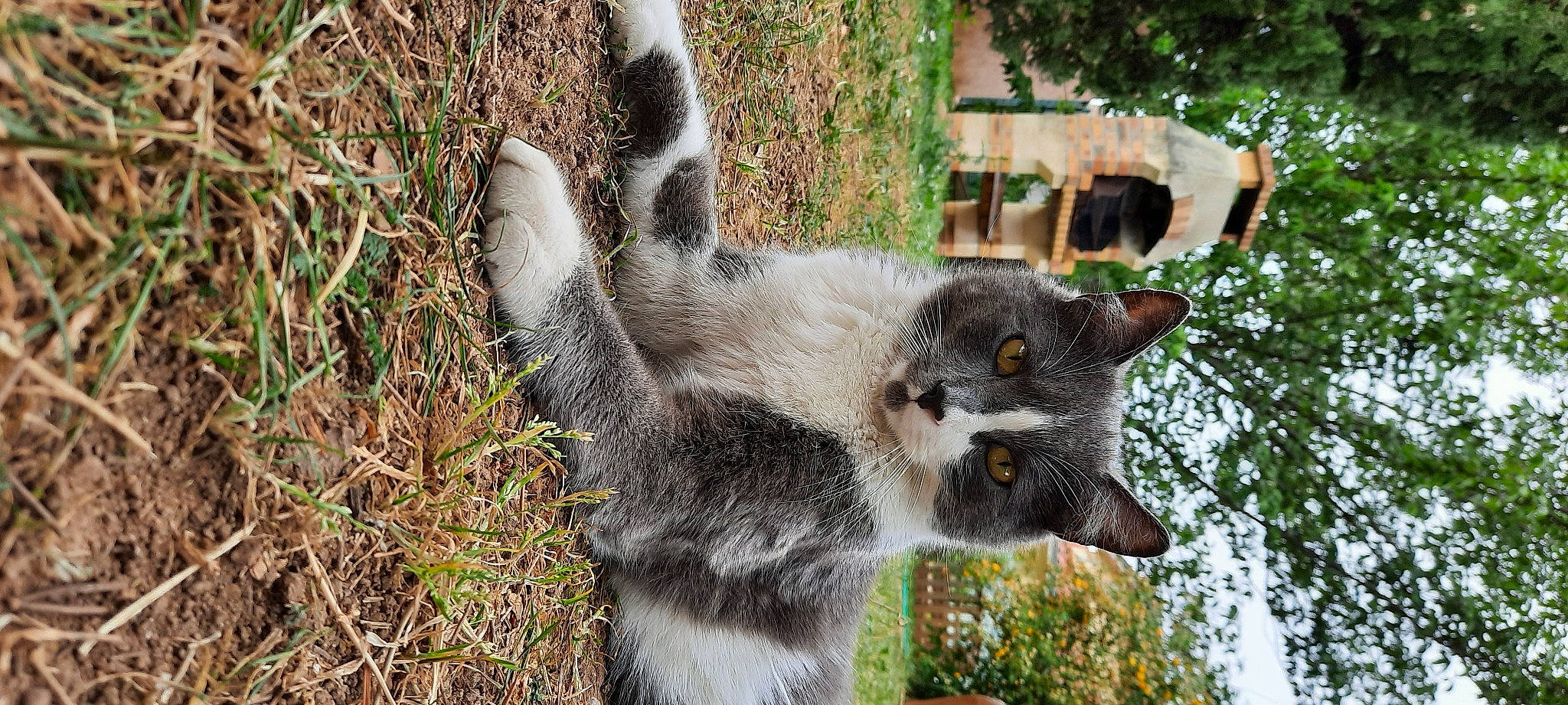 Onzo a rejoint le concours — aidez-le/la à gagner de superbes lots ! carnivore, cat, domestic_short_haired_cat, felidae, fur, grass, kitten, plant, small_to_medium_sized_cats, snout, tail, whiskers, wildlife