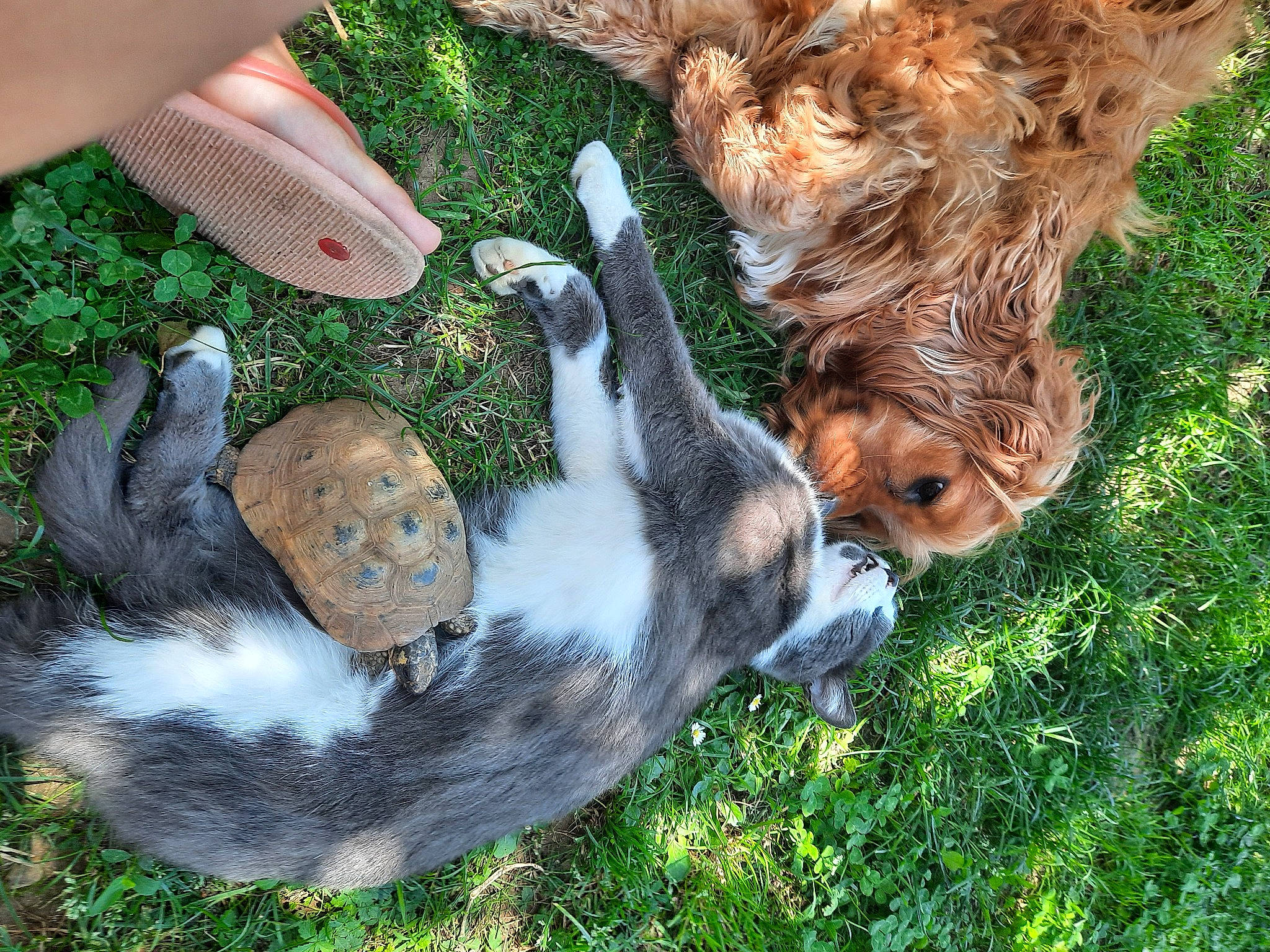 Onzo participe au concours pour gagner de l'argent avec cette photo : canidae, carnivore, dog, dog_breed, domestic_rabbit, grass, hare, puppy, rabbit, rabbits_and_hares, sporting_group