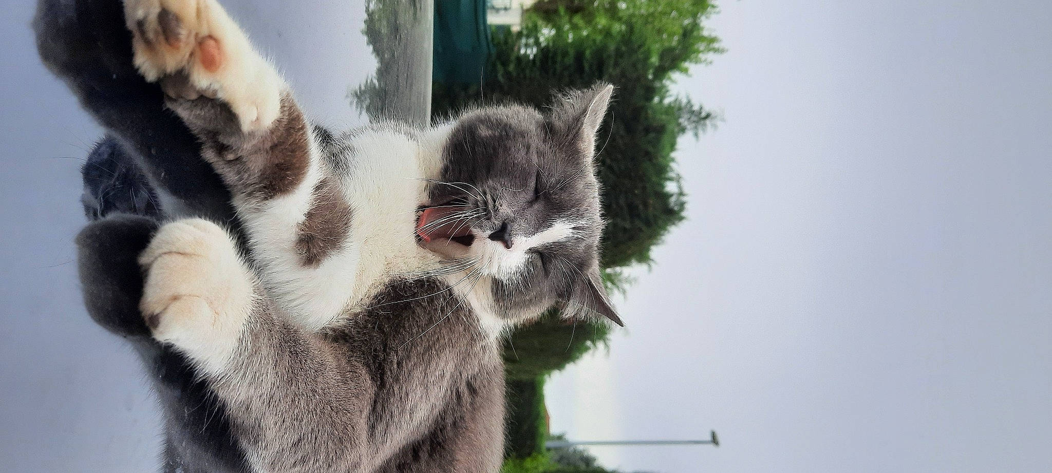 Onzo a rejoint le concours — aidez-le/la à gagner de superbes lots ! aegean_cat, american_wirehair, carnivore, cat, domestic_short_haired_cat, european_shorthair, felidae, fur, kitten, organism, plant, polydactyl_cat, small_to_medium_sized_cats, snout, tabby_cat, tail, tree, whiskers, window