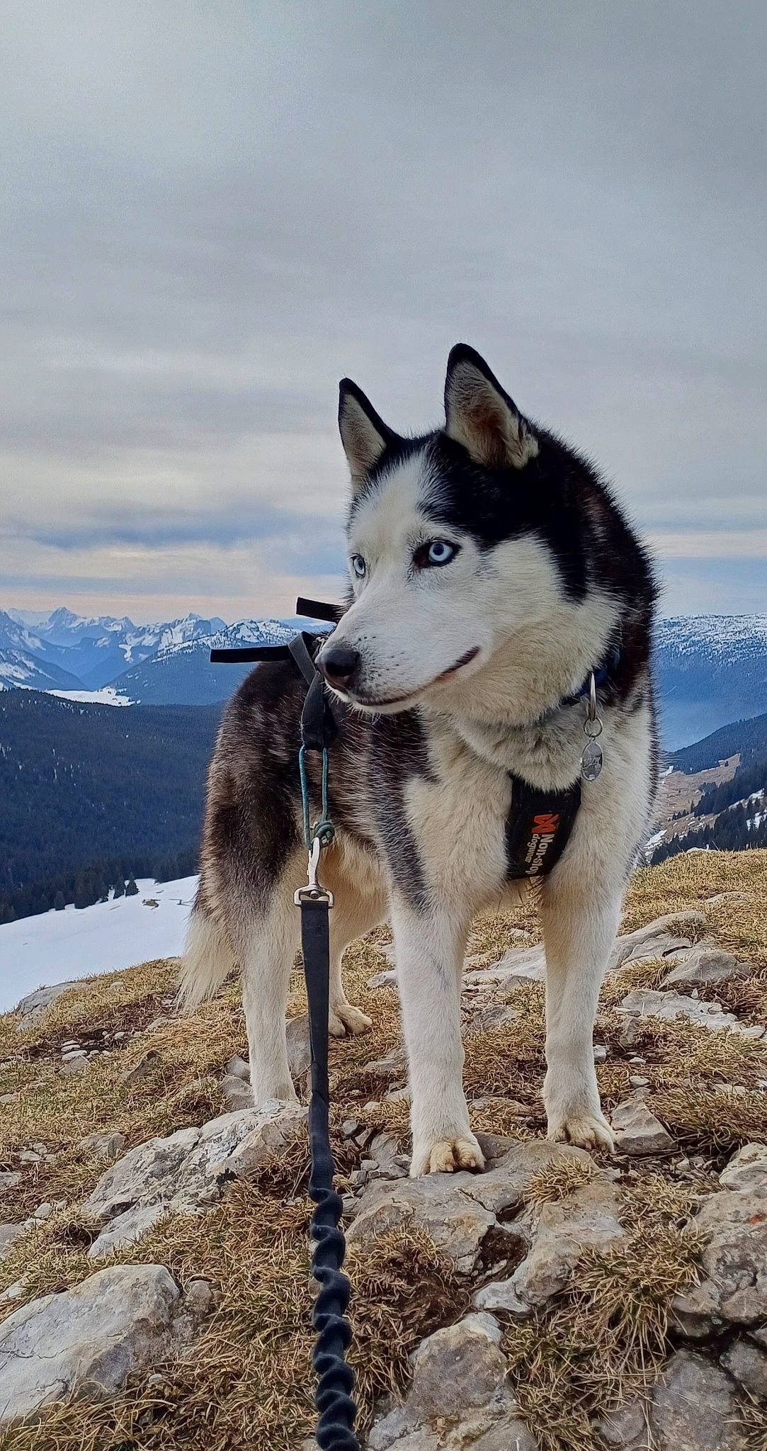 Nook a rejoint le concours — aidez-le/la à gagner de superbes lots ! canidae, canis, carnivore, cloud, dog, dog_breed, freezing, fur, glacial_landform, mountain, recreation, siberian_husky, sky, sled_dog, snow, sporting_group, wildlife, winter, working_animal, working_dog