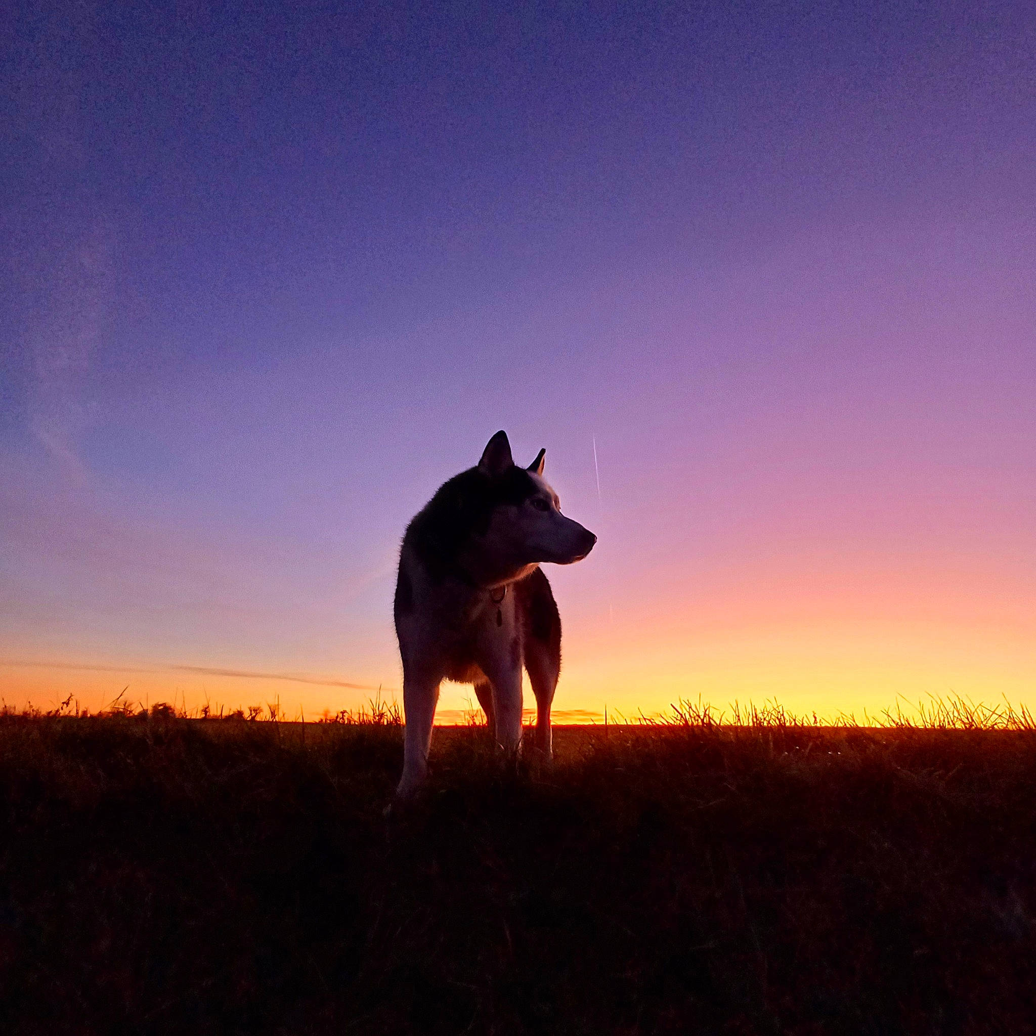 Nook participe au concours pour gagner de l'argent avec cette photo : afterglow, carnivore, dinosaur, dog_breed, dusk, fawn, grass, grassland, happy, landscape, natural_landscape, red_sky_at_morning, sky, snout, sporting_group, sunrise, sunset, tail, terrestrial_animal, working_animal