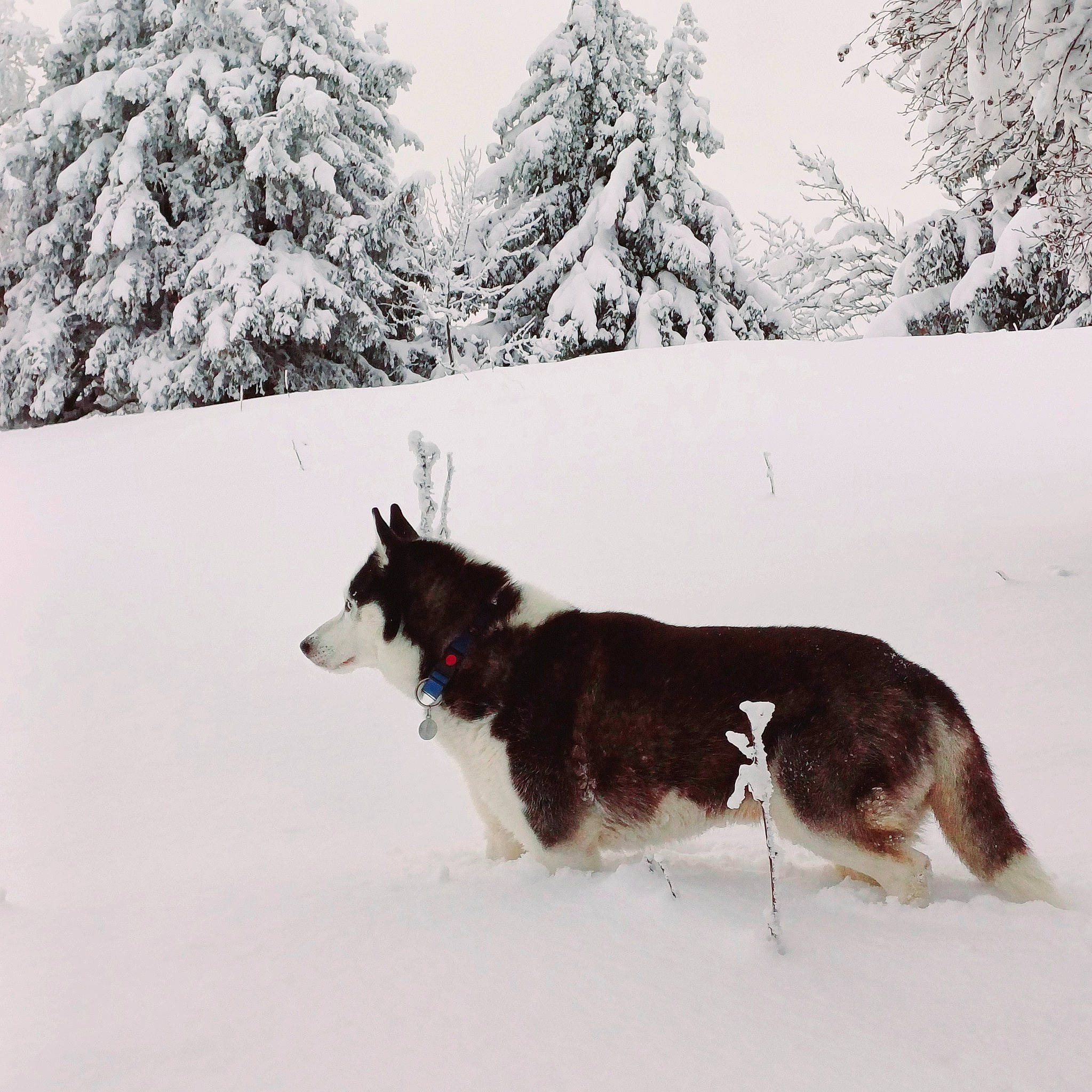 Nook participe au concours pour gagner de l'argent avec cette photo : canidae, carnivore, collar, dog, dog_breed, dog_collar, dog_supply, freezing, pet_supply, recreation, sky, slope, snout, snow, sporting_group, tail, tree, winter, working_animal, working_dog